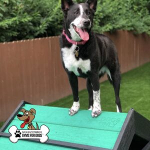A black and white dog with a pink collar stands on the green and blue Hill Climb ramp in a Dog Park. "DOGS ONLY" and the "Gyms For Dogs" logo appear on the ramp, with green plants and a wooden fence in the background.