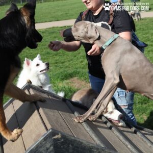 A woman engages with several enthusiastic dogs of different breeds as they climb the Hill Climb ramp structure at a dog park on a sunny day. "GYMS FOR DOGS.COM" appears in the top right corner.