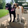 Two happy dogs, one black and one brown-and-white, stand together on the Luxury Climbing Boulder - Large at the dog park, tongues out and enjoying sunshine with green trees behind.