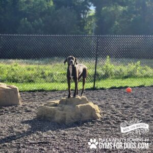 A black dog stands on a tan Luxury Climbing Boulder - S/M in a gravel Dog Park, surrounded by a fence, green grass, and trees. An orange ball rests nearby. "GYMSFORDOGS.COM" appears in the corner.