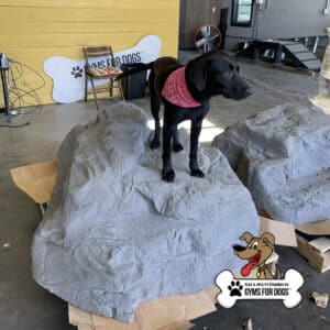 A black dog in a red bandana stands on the Luxury Climbing Boulder - S/M in a room with a yellow wall displaying a "GYMS FOR DOGS" sign, evoking a playful Dog Park vibe. Cardboard pieces are placed beneath the boulder.
