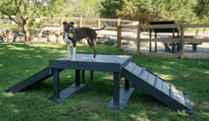 A happy dog stands on the Bridge Climb 24" Tall (L/X) with ramps in a fenced dog park, surrounded by grass, trees, and picnic tables on a sunny day.