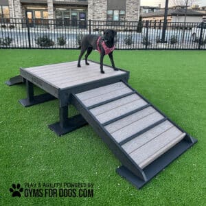 A black dog in a pink harness stands on the Bridge Climb 24" Tall (L/X) agility platform with a ramp on artificial green grass in a fenced dog park. "GYMS FOR DOGS" is displayed at the bottom left.