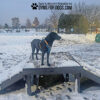 A black dog wearing an orange harness stands on the Bridge Climb 24" Tall (L/X) in a snowy dog park, surrounded by trees, fences, and playground equipment in the background.