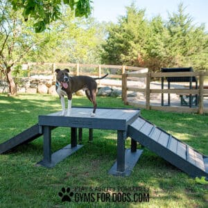 A black and white dog stands on a Bridge Climb 24" Tall (L/X) agility platform with ramps in a sunny, grassy fenced Dog Park. Text at the bottom reads: "Play & Agility Powered by GYMSFORDOGS.COM.