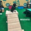 A black dog wearing a harness sits atop a wooden ramp in an indoor dog gym with green artificial turf, resembling a modern dog park. The wall features a wolf graphic and signs reading "PLAY & AGILITY" and "QUALITY NUTRITION.