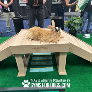 A large brown rabbit lies on a wooden agility ramp at an indoor Dog Park event, with people standing nearby. The ramp is branded with "GYMS FOR DOGS," and artificial grass and potted plants decorate the lively scene.