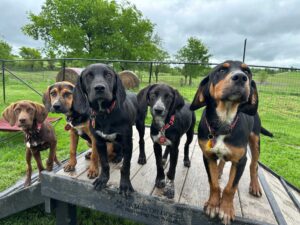 Five hound puppies with floppy ears stand closely together on a wooden platform outdoors, looking curiously at the camera. A grassy field, trees, and a cloudy sky are in the background.
