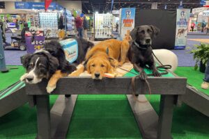 Three large dogs—a Bernese Mountain Dog, a Golden Retriever, and a Black Labrador—lie side by side on a bench at a convention, with pet-related booths and displays in the background, evoking the camaraderie of a dog park.