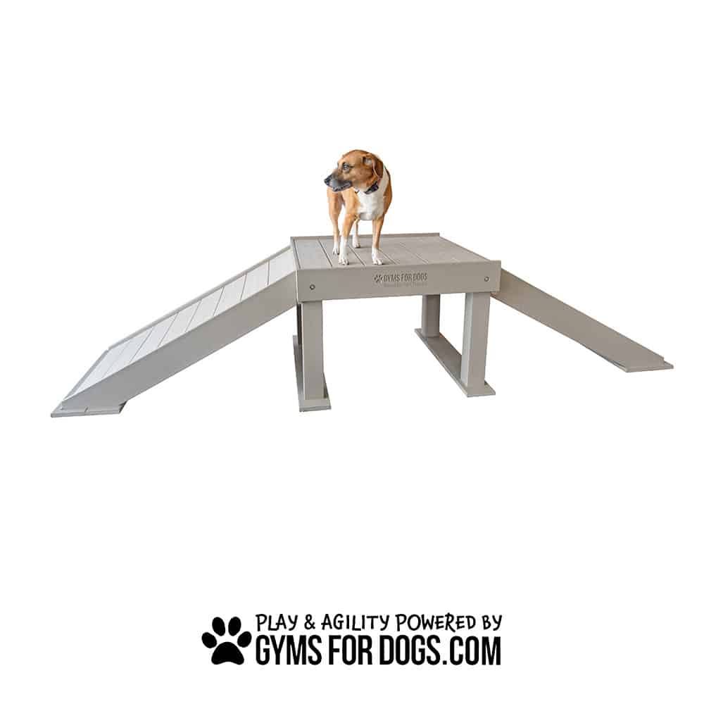 A brown and white dog stands on a raised platform with ramps on both sides in a Dog Park. Underneath, the text reads "Play & Agility Powered by GymsForDogs.com" with a paw print logo.