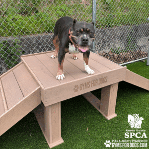 A black and brown dog with a pink collar stands on a wooden dog play structure labeled "GYMS FOR DOGS" at a Dog Park in a fenced outdoor area with artificial grass. Rhode Island SPCA and Gyms for Dogs logos appear in the corner.