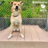 A brown dog with upright ears sits alert on a wooden platform labeled "GYMS FOR DOGS" in a Dog Park, with SPCA and Gyms for Dogs logos visible, all set before a chain-link fence.