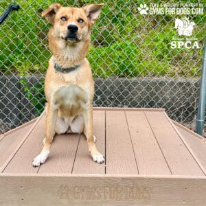 A brown dog with upright ears sits alert on a wooden platform labeled "GYMS FOR DOGS" in a Dog Park, with SPCA and Gyms for Dogs logos visible, all set before a chain-link fence.