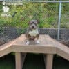 A gray and white dog with a muscular build sits on a wooden agility platform in a Dog Park, with a chain-link fence and greenery in the background. Logos for "Gyms For Dogs" and "Rhode Island SPCA" are visible.
