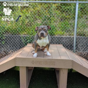 A gray and white dog with a muscular build sits on a wooden agility platform in a Dog Park, with a chain-link fence and greenery in the background. Logos for "Gyms For Dogs" and "Rhode Island SPCA" are visible.