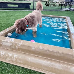 A fluffy brown dog stands in a rectangular dog pool with water, looking at a toy floating inside. The pool is placed on green artificial grass, and a fence is visible in the background.