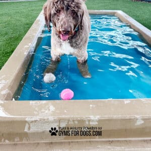 A curly-haired brown dog stands in a shallow rectangular pool with a pink and gray ball floating nearby. The edge of the pool reads, "Play & Agility Powered by GymsForDogs.com." Grass surrounds the pool.