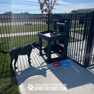 Two black dogs interact near a black water station inside a fenced dog park. One dog drinks from the bowl while the other stands nearby. Red and blue water bowls are on the ground. Bright, sunny day with grass and buildings in the background.