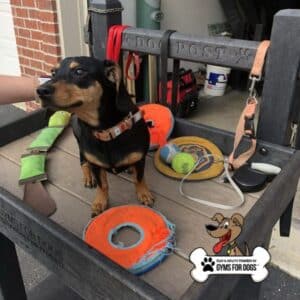 A small black and brown dog sits on a wooden bench labeled "DOG POST," surrounded by dog toys, a leash, and a collar. A "GYMS FOR DOGS" logo is visible in the bottom right corner.