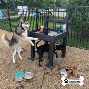Two dogs, one husky and one black dog, drink water at a dog park station with bowls and a water dispenser. The area is fenced, and there is a “Gyms for Dogs” logo in the bottom right corner.