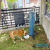 A brown and white dog drinks from the Doggie Demand Fresh Flow Portable Water Fountain Spout & Pet Hose (SLV) on grass near a dog park rules sign, with a tall blue fountain and a building with large windows in the background.