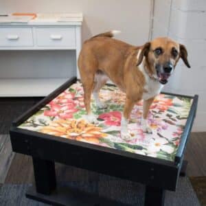 A brown and white dog stands on a raised platform covered with a colorful floral cushion, inside a room with a white desk and gray carpet.