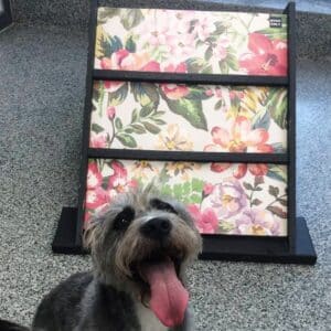 A happy gray and white dog with its tongue out sits in front of a display shelf decorated with colorful floral patterns. The shelf has a small sign reading “DOGS ONLY.”.