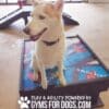 A white and tan husky sits on a colorful agility platform inside a gym. Text at the bottom reads, "Play & Agility Powered by GymsForDogs.com" with a paw print graphic.