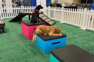 Two dogs in an indoor Dog Park with green carpet, white fencing, and agility equipment. A black dog sits on a pink platform while a golden retriever lies on a blue platform, chewing on a toy.
