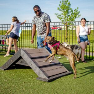 A man guides a brown dog on a leash up a small ramp at a dog park, while other people and dogs are in the background on a sunny day.