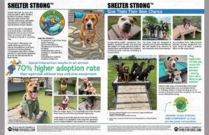 A two-page magazine spread features photos of happy dogs at a shelter interacting with staff, playing on agility equipment, and spending time in kennels. Text highlights the benefits of physical and social enrichment for shelter dogs.