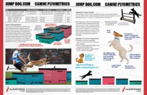 A brochure shows training boxes and hurdles for canine plyometrics, with images of dogs jumping over hurdles and onto boxes. Text highlights product details, benefits, and safety tips for dog agility training.