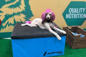 A white poodle with pink-dyed ears and head lies on a blue platform with "JUMPDOG.COM" printed on it, next to a Dog Park sign reading "QUALITY NUTRITION" and a basket with blue items on green turf.