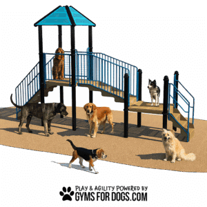 Several dogs of different breeds are standing and walking on and around a blue and tan playground structure, with the text “Play & Agility Powered by GymsForDogs.com” at the bottom.
